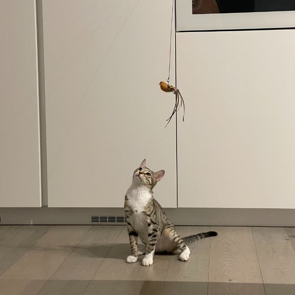 Interactive Bird Toy