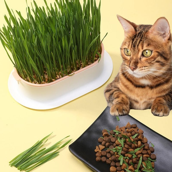 Kitty Greens - Hydroponic Cat Wheatgrass Kit