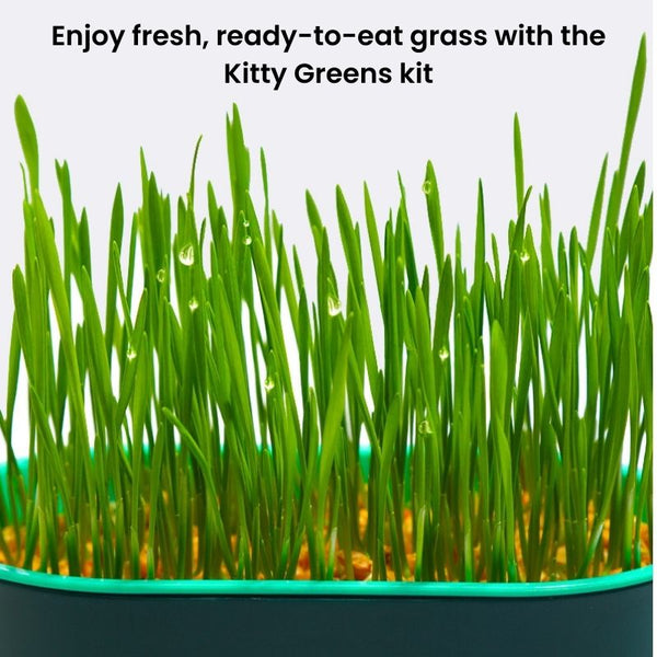 Kitty Greens - Hydroponic Cat Wheatgrass Kit