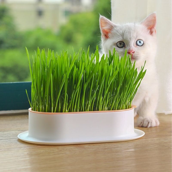 Kitty Greens - Hydroponic Cat Wheatgrass Kit