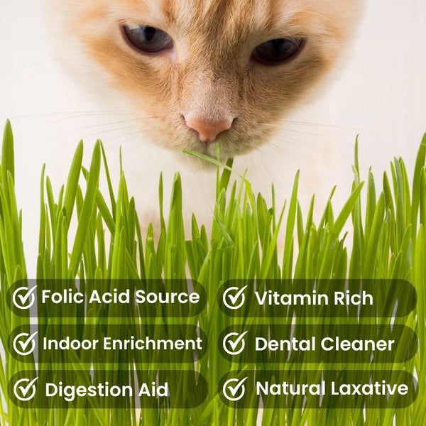 Kitty Greens - Hydroponic Cat Wheatgrass Kit